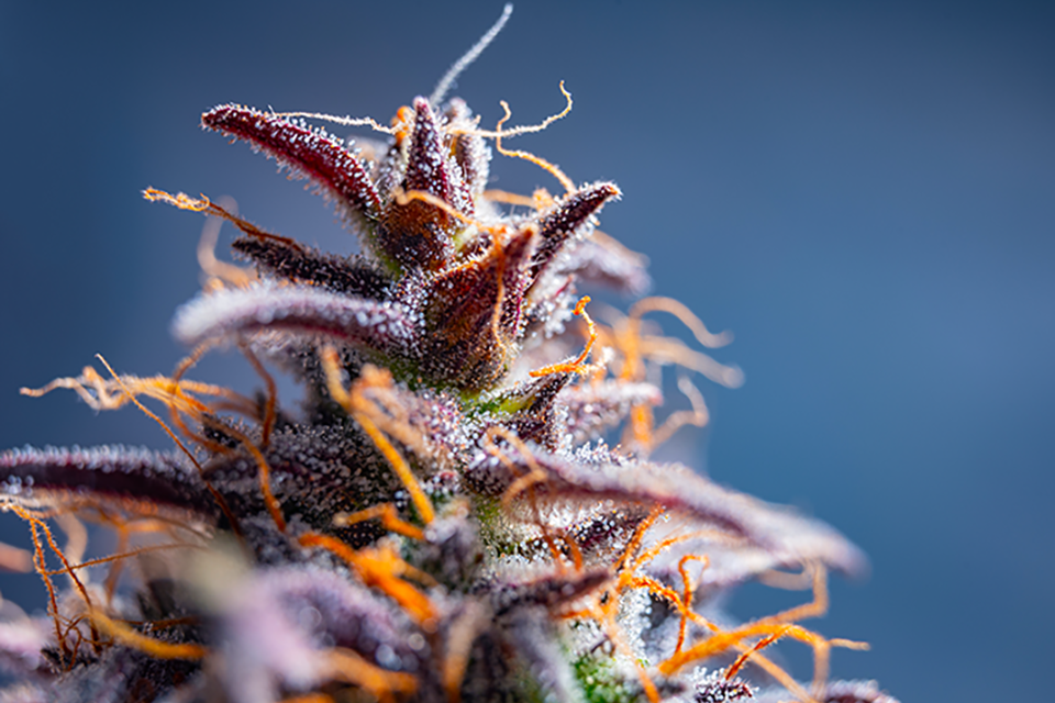 9 Best Purple Strains to Buy on Kindseed.com