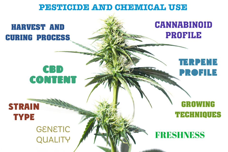 9 Cannabis Qualities More Important Than THC Percentage
