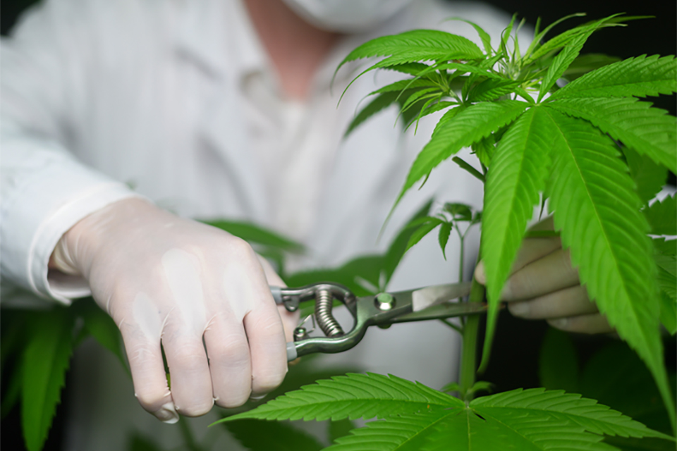 A Comprehensive Guide to Cannabis Plant Training Techniques