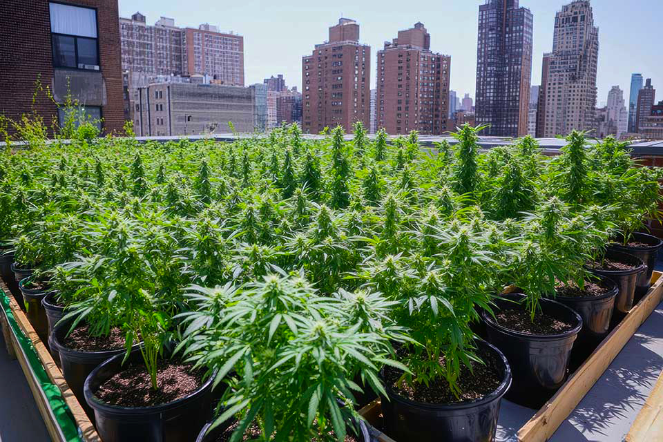 A Pot For Your Pot - The Best Cannabis Growing Containers