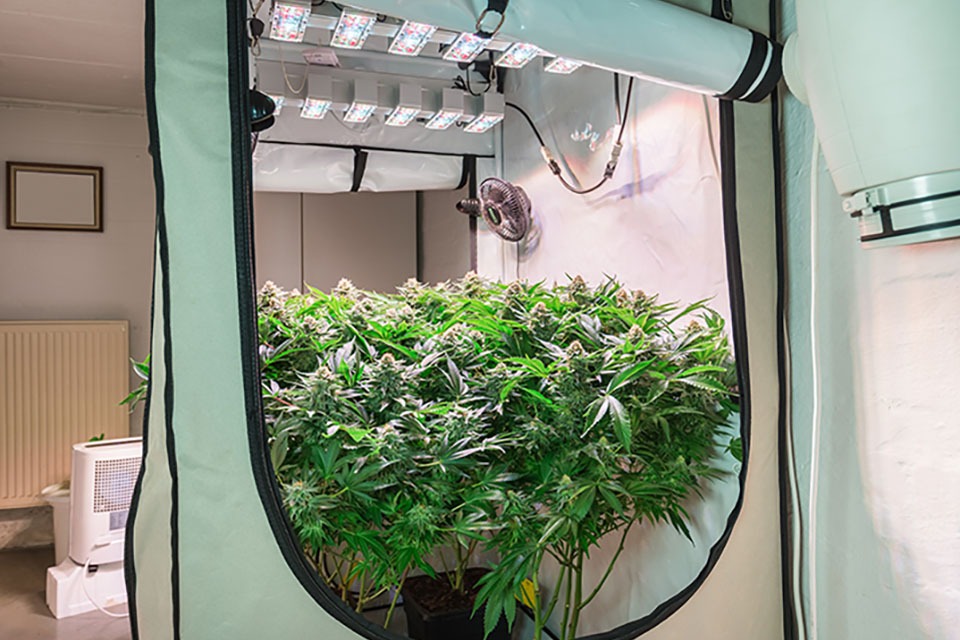 Advantages of Growing Indoors