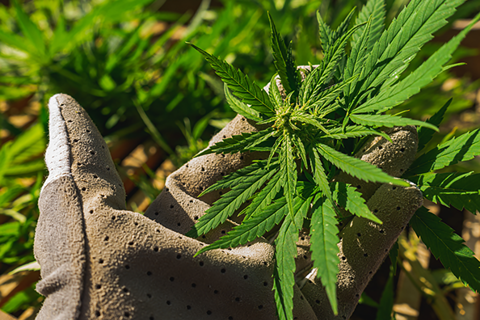 Autoflower Cannabis Seeds Are the Best for New Home Growers