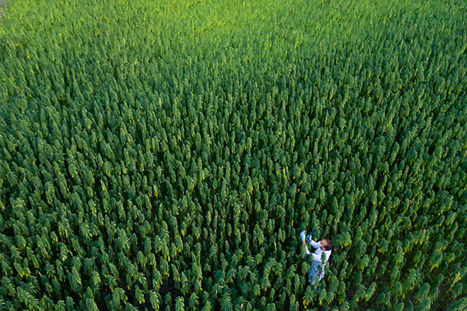 Best Places To Grow Outdoors