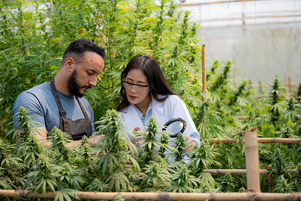 Bigger Cannabis Yields