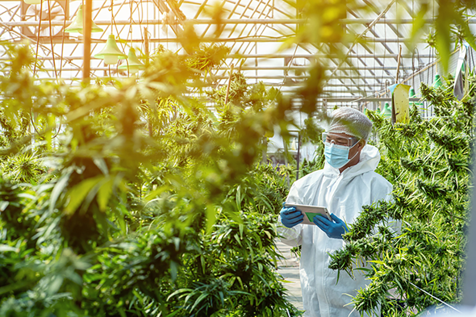 Boost Trichome Production Before Harvesting Cannabis Flowers