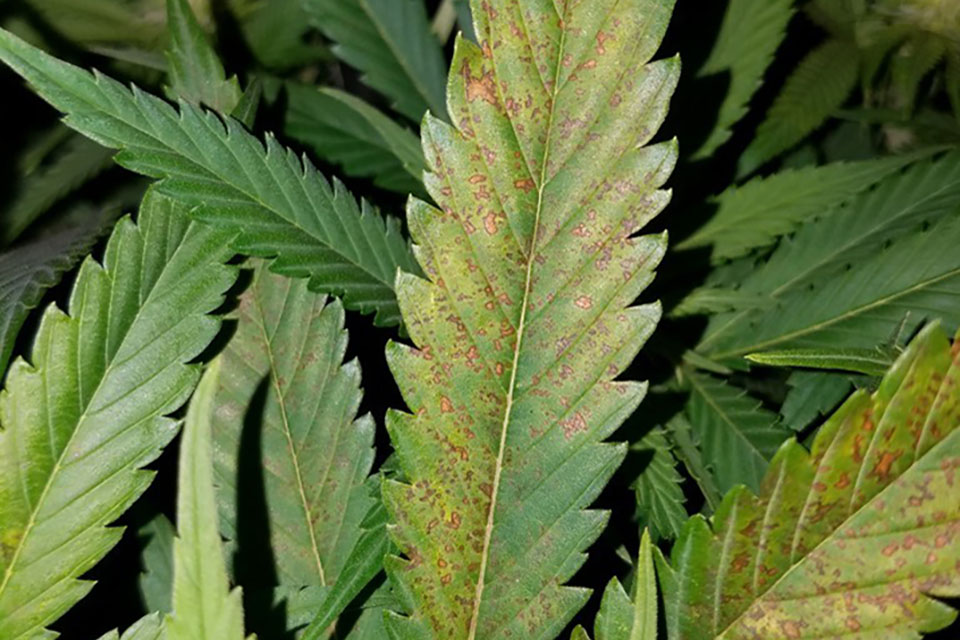 Calcium and Cannabis Plants