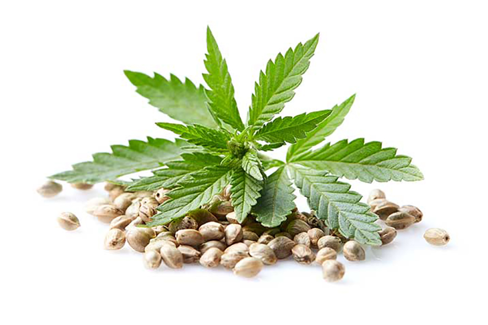 Can You Find Marijuana Seeds on Amazon