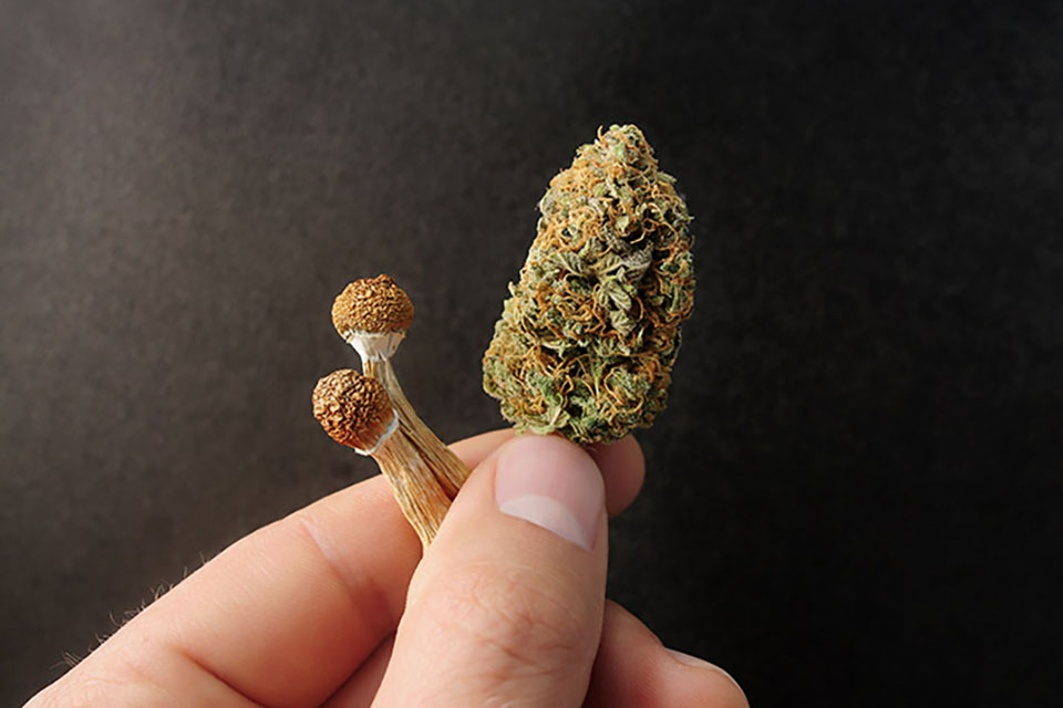 Can You Mix Cannabis and Magic Mushrooms