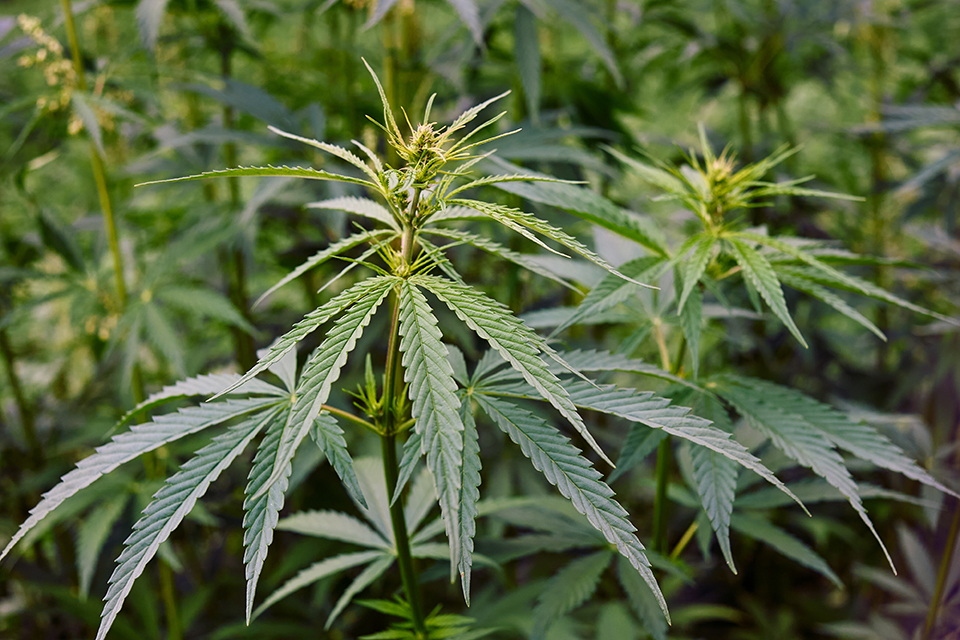 Cannabis Flowering Week 1-2