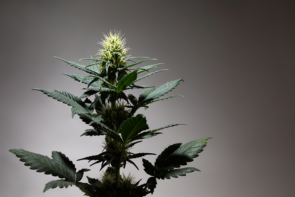 Cannabis Flowering Week 3-4