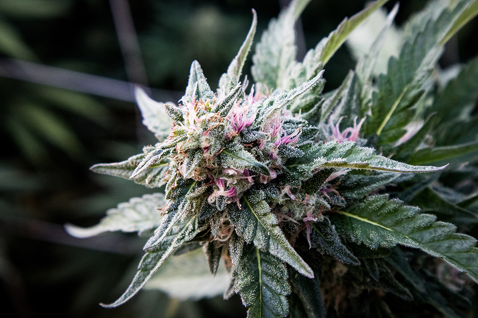 Cannabis Flowering Week 7-8