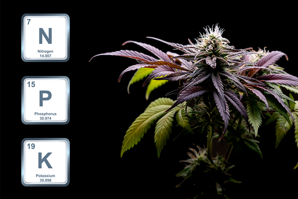 Cannabis Nutrients - A Crash Course