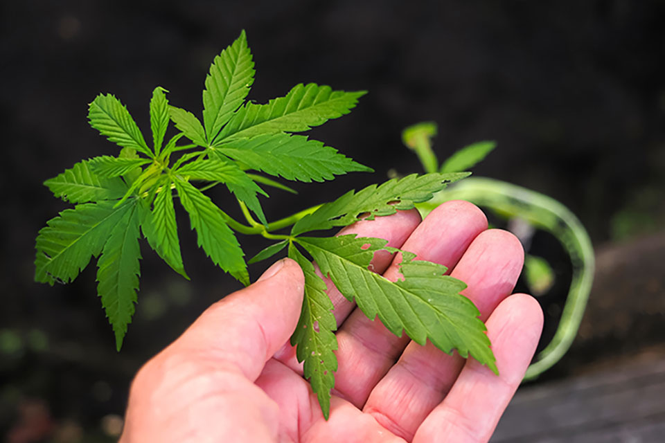 Cannabis Growing - Common Problems