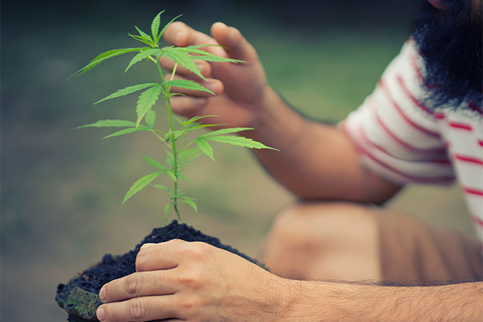 Cannabis Guide - Vegetative Stage To Flowering Stage