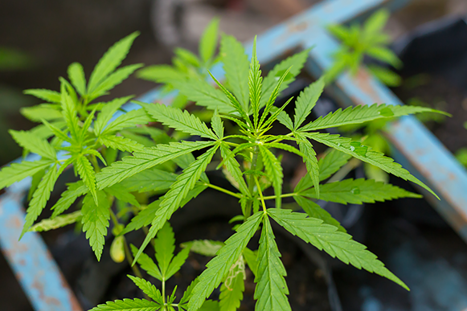 Cannabis Reproduction and Identifying Gender