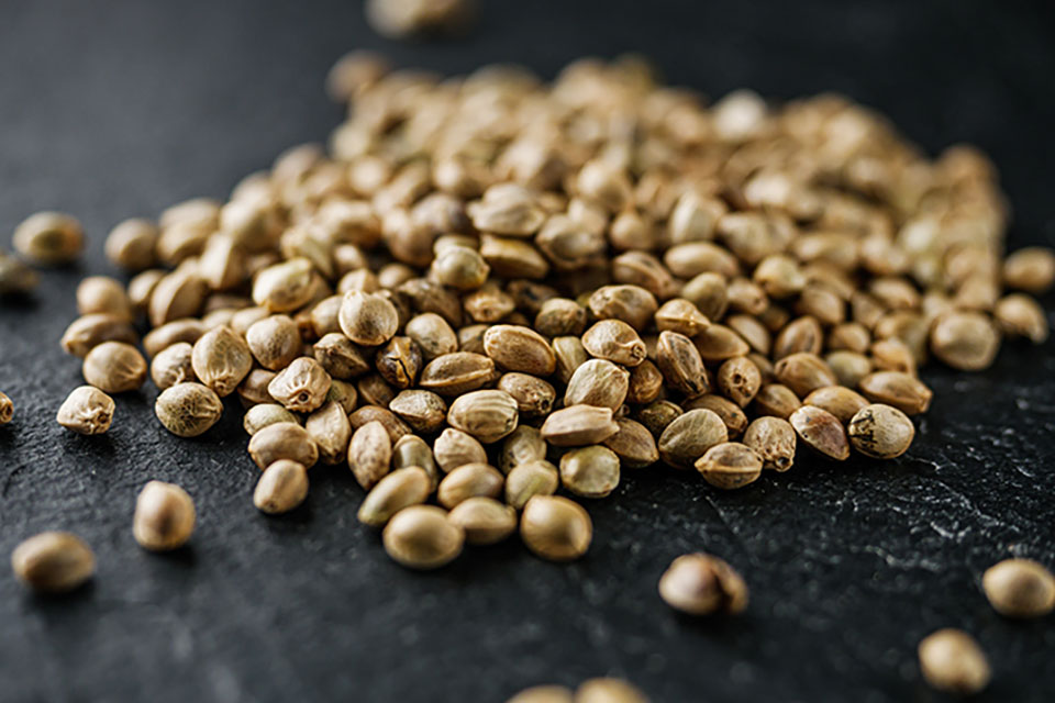 Cannabis Seeds - Customers Choice KSCO