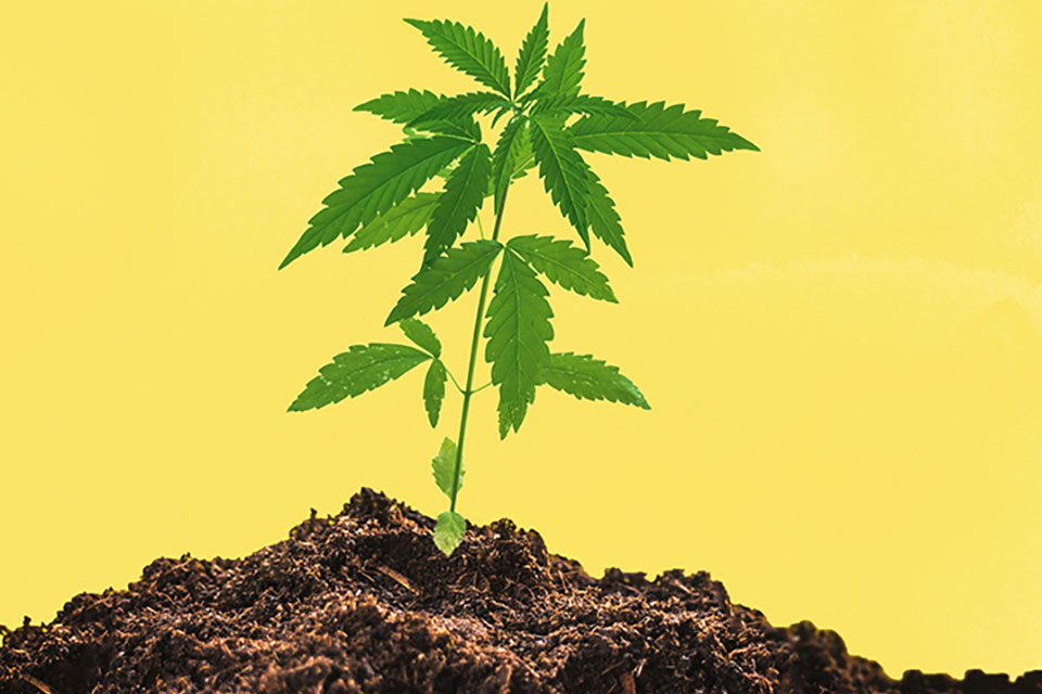 Coco Coir as a Grow Medium for Cannabis