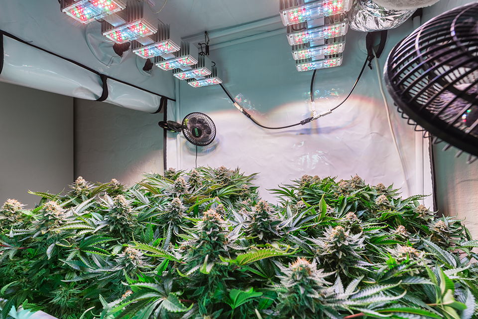 Complete Ventilation Guide for Your Cannabis Grow Room