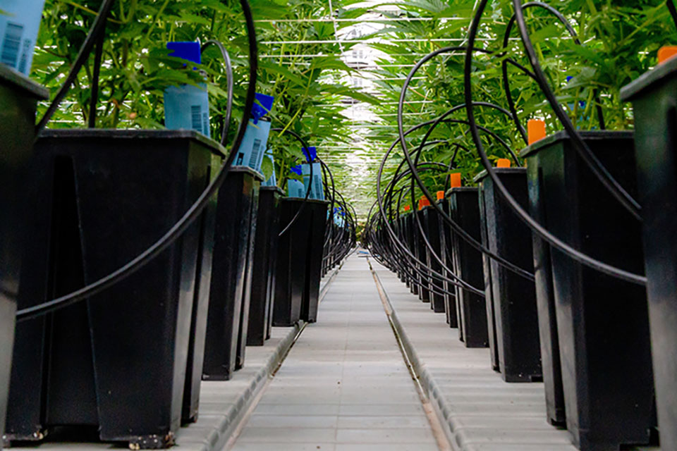 Creating the Best Environment for Your Hydro Setup