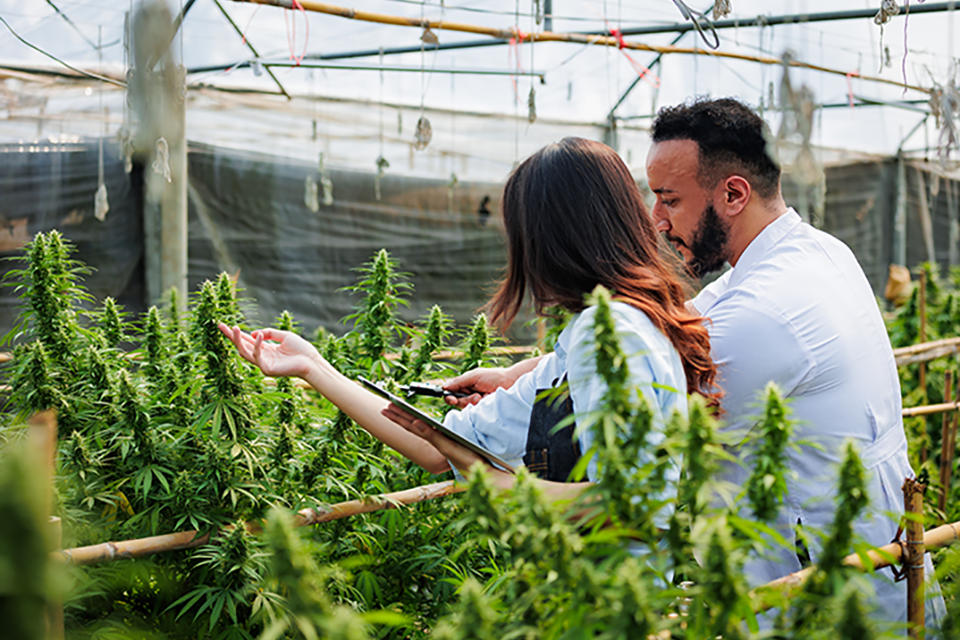 Cultivation Tips For Healthy Plants