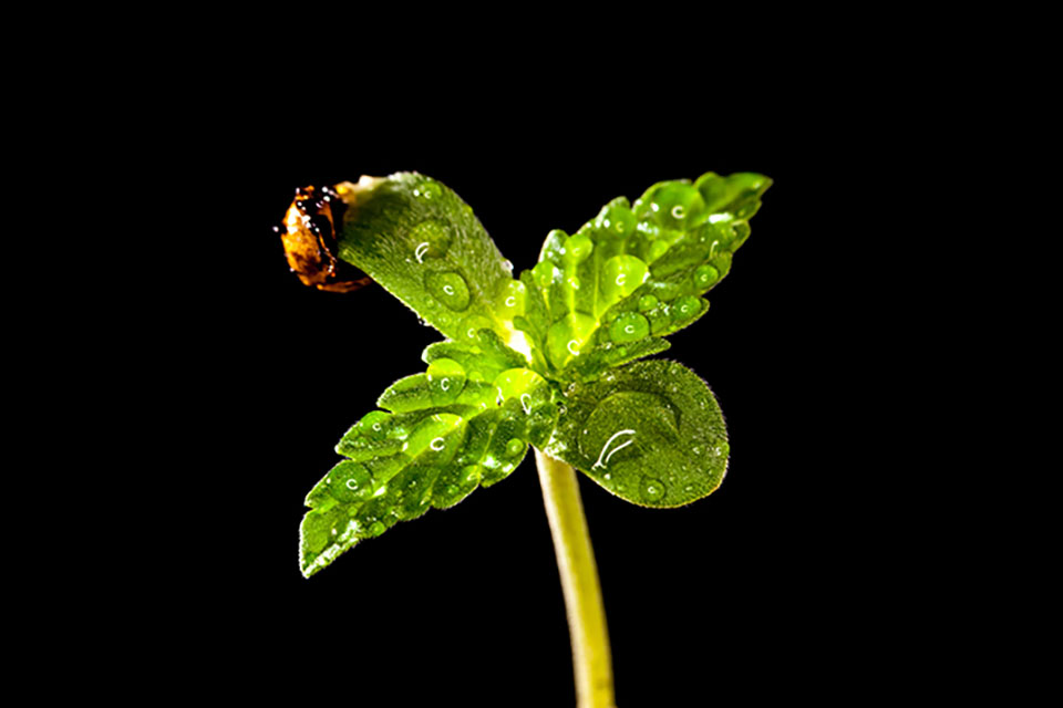 DIY Marijuana Nutrient Solution