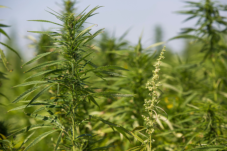 Detecting Early Female Plant Signals Like a Pro