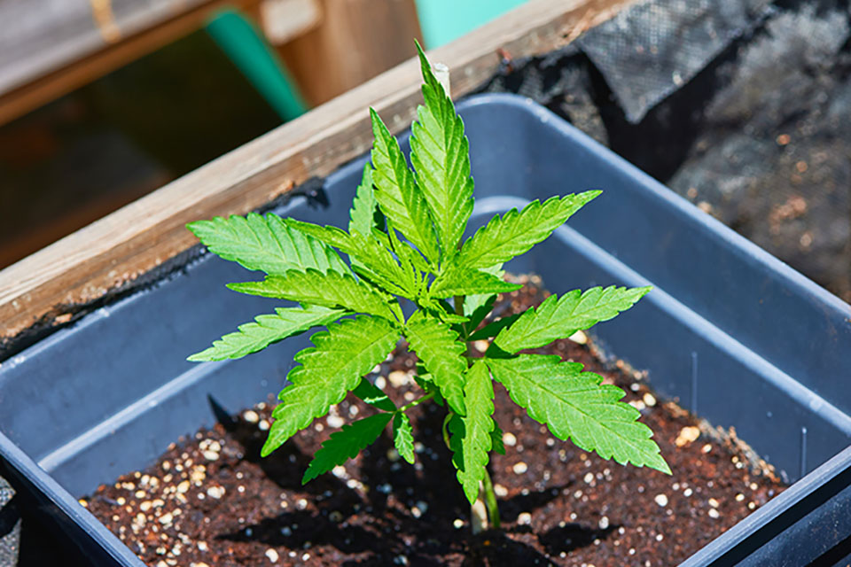 Determine The Sex of Your Cannabis Plants