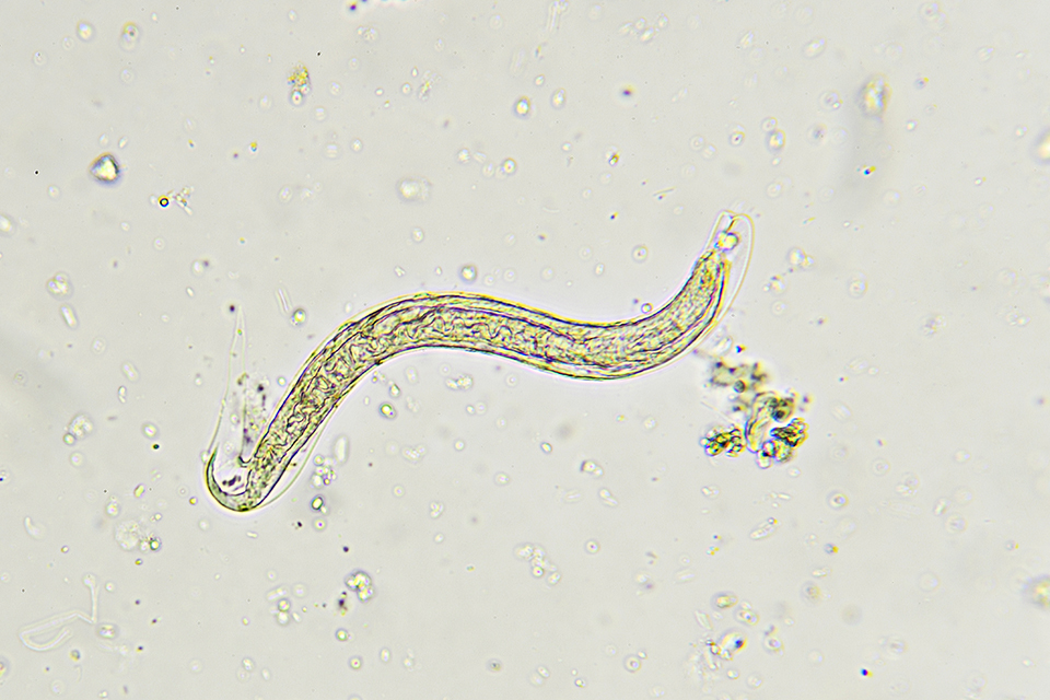 Everything You Need to Know About Nematodes as a Cannabis Grower