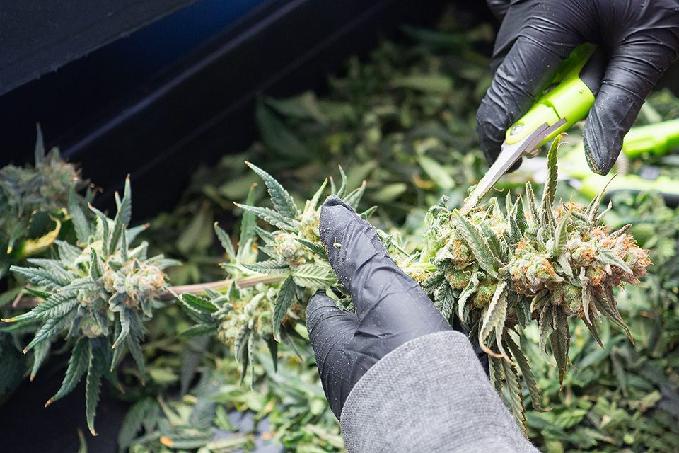 Everything You Need to Know About Shake Marijuana