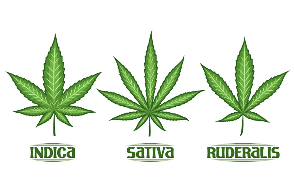 Exploring the Differences in Types of Marijuana