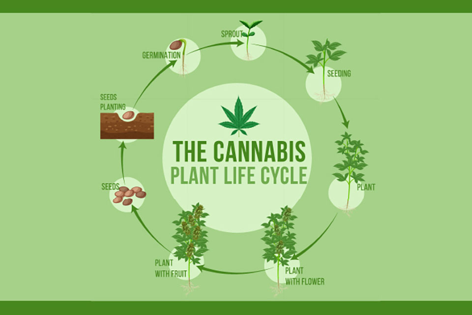 Exploring the Life Cycle of Legal Cannabis