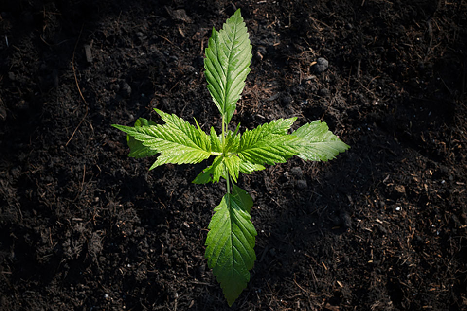 Feeding Schedule for Cannabis in Soil