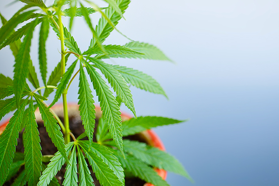 Foliar Feed Your Cannabis Plants