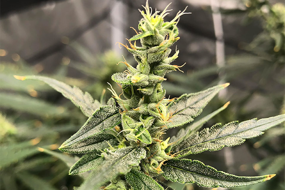 Foxtailing Buds - A Wolf That Sends Flowers