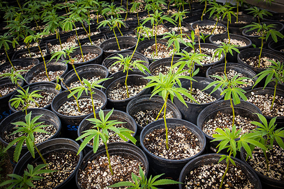 Grow Cannabis from Seeds or Clones