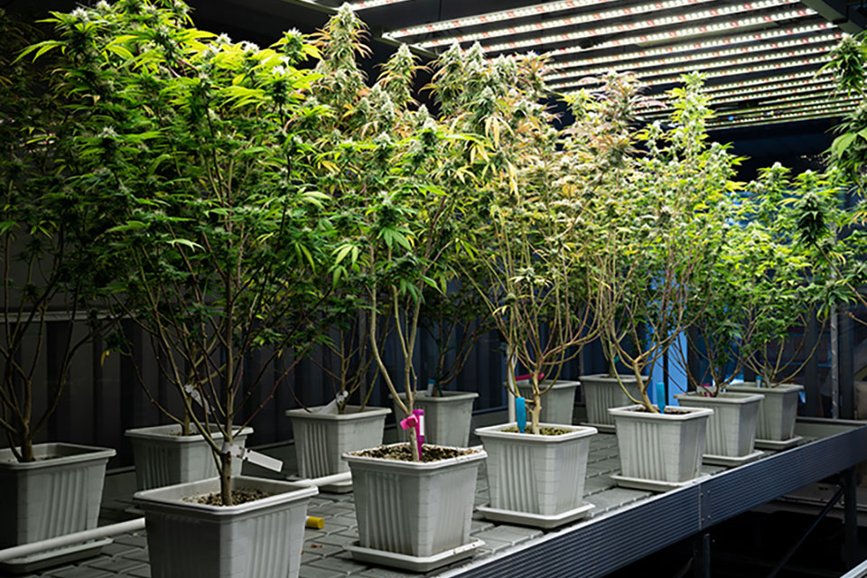 Grow Lights For Cannabis