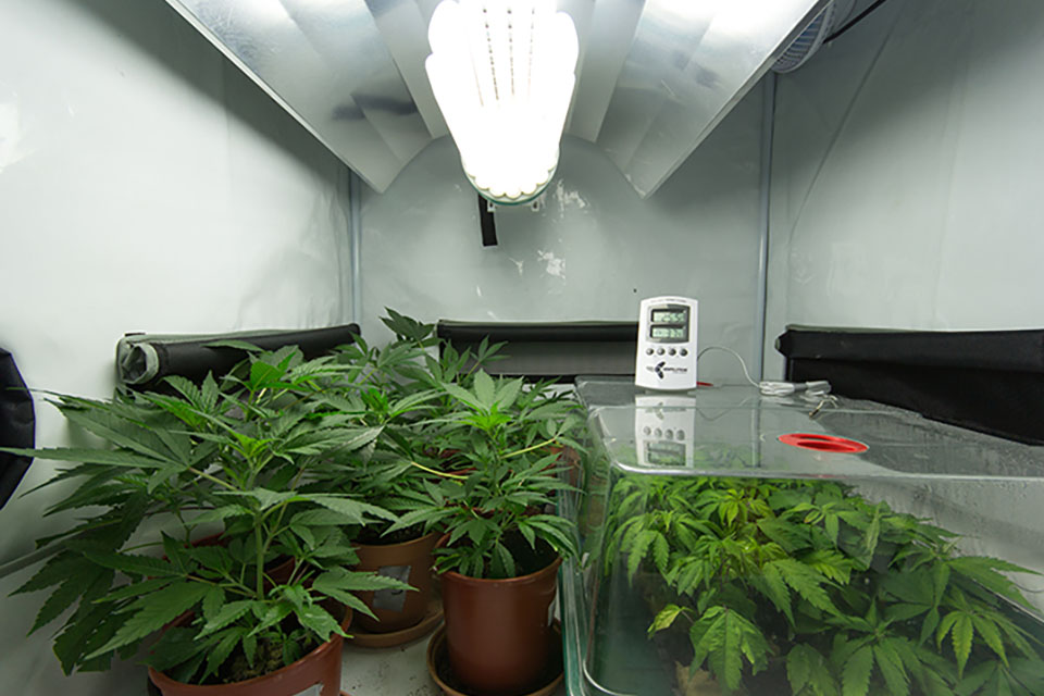Grow Room Setup on a Budget