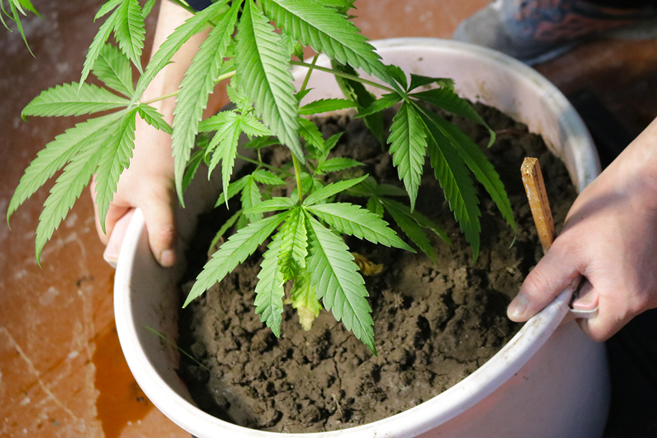 Growing Your Own vs. Growing to Share - Practical Consideration for Growing Weed from Seeds