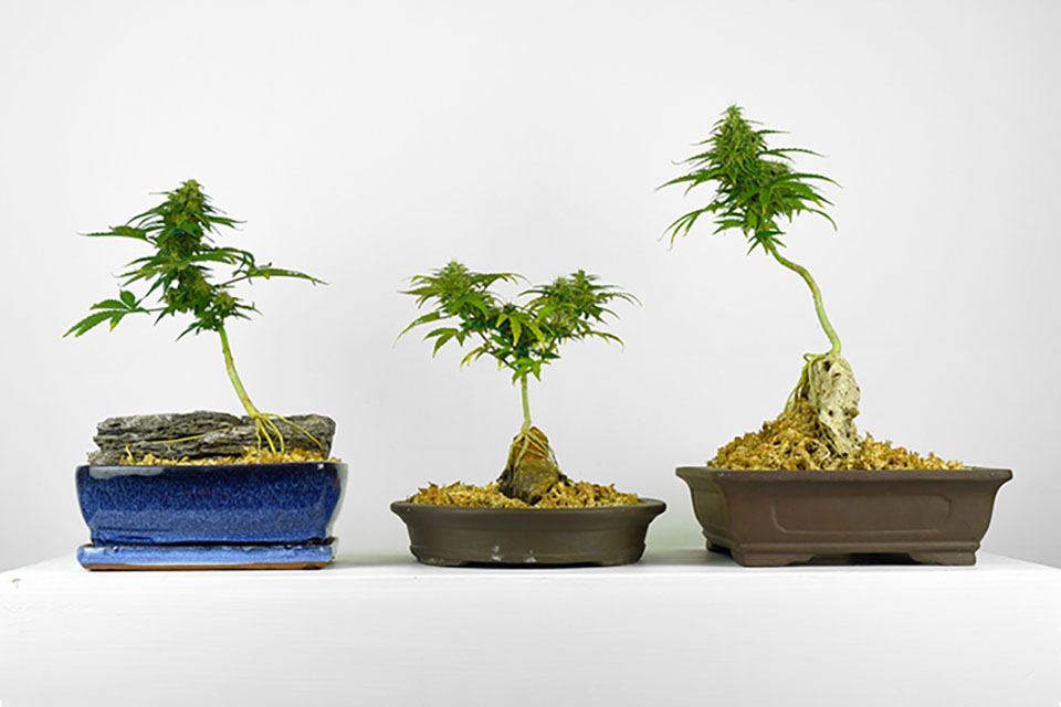 Growing Cannabis Bonsai