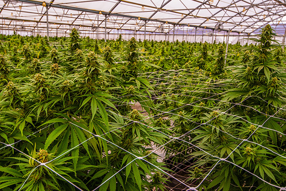 Growing Cannabis in a Greenhouse Vs Growing Indoors