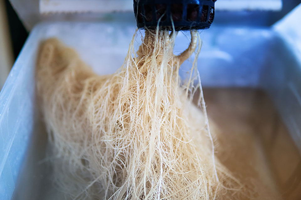 Growing Schedule for Your Hydroponics