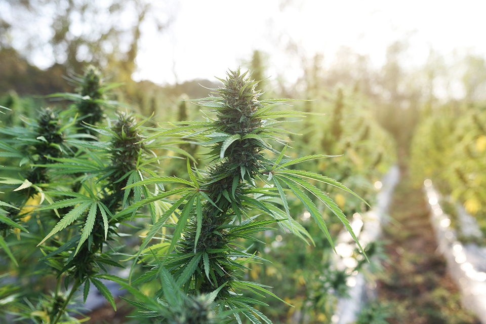 Growing Weed Naturally