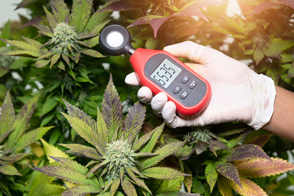 Helpful Gadgets to Grow Cannabis
