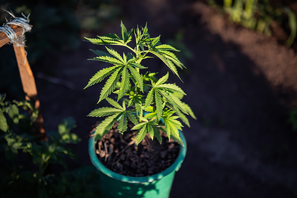 History Of Recreational Cannabis - Before & After Strict Laws
