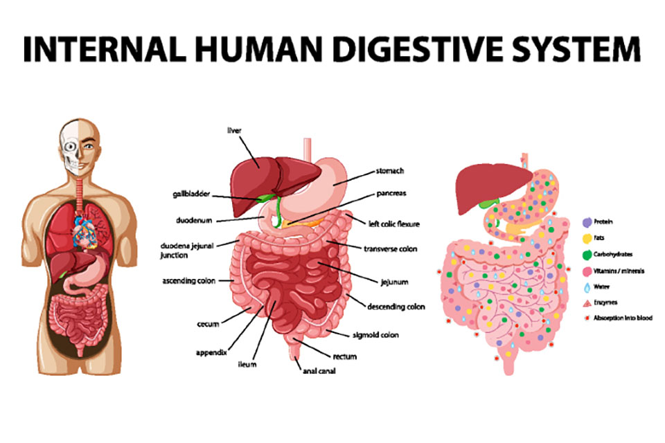 How Cannabinoids Affect the Digestive System