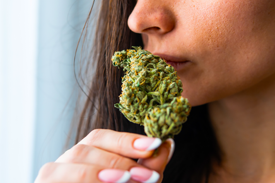 How Growing Media and Fertilizers Can Change the Taste and Smell of Weed Plants