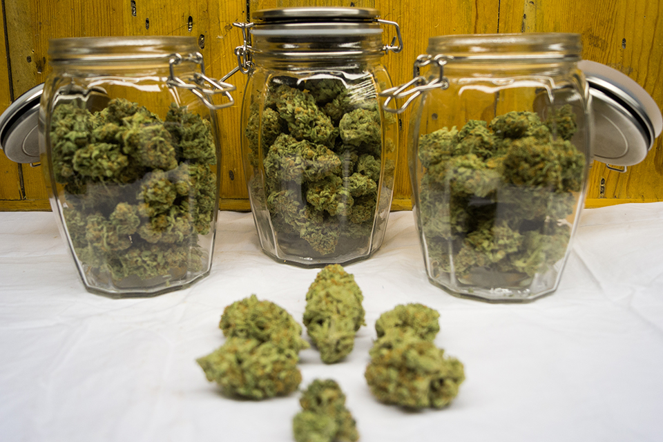 How and Why to Burp Your Nugs When Curing Cannabis