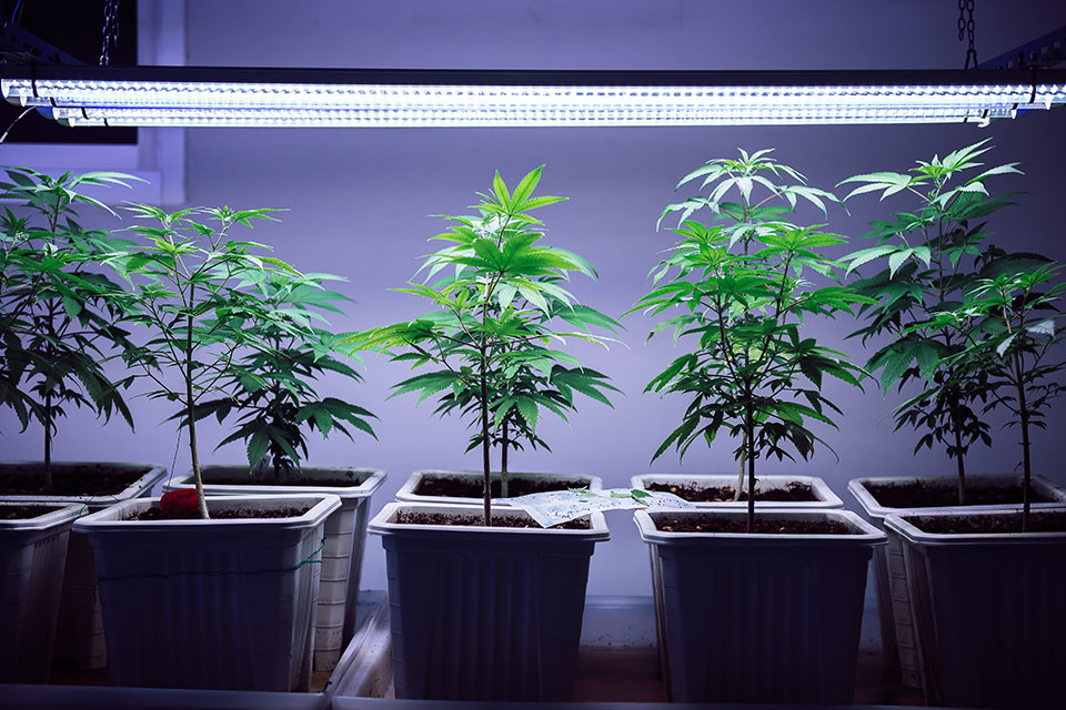 How to Control and Prevent Stretching in Cannabis Plants