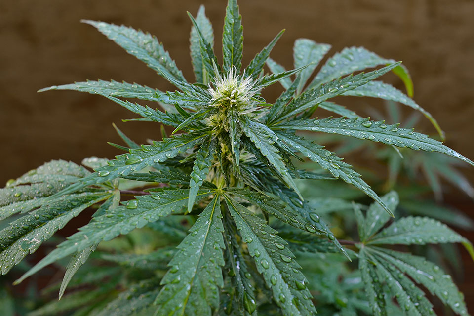 How to Deal with Wet Weed