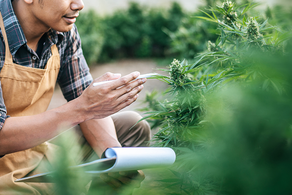 How to Document Weed Plant Growth And Why It's Useful